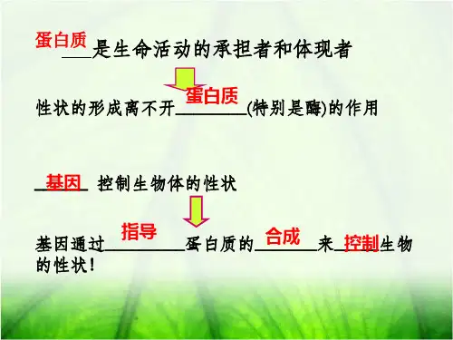 人教版高中生物必修二第4章第1节基因指导蛋白质的合成 课件(共61张PPT)