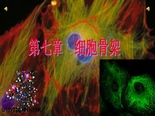 细胞骨架系统
