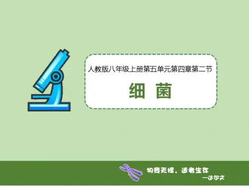 人教版八年级生物上册5.4.2《细菌》精品课件