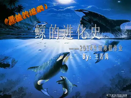 鲸的进化史讲解