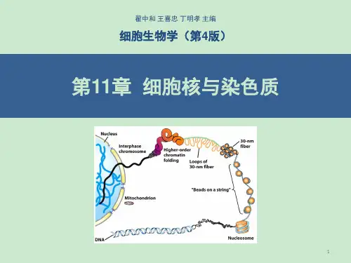 细胞核与染色质