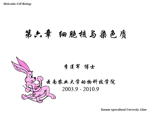 6细胞核与染色体