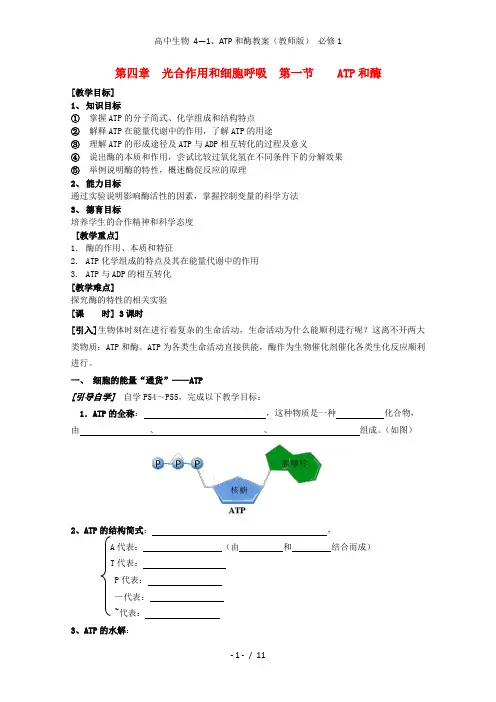 高中生物 4—1、ATP和酶教案(教师版) 必修1