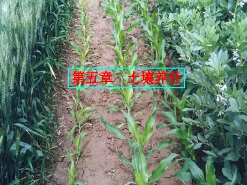 土壤学课件(第五章)