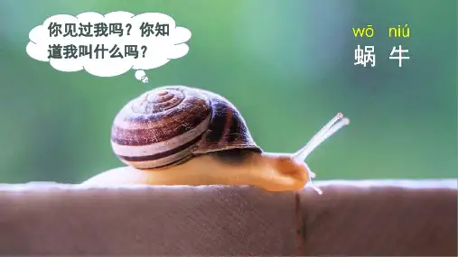 【精】课文14小蜗牛精品课件