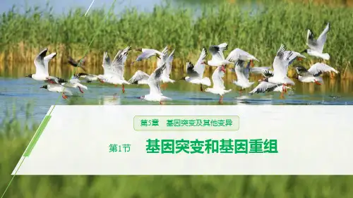 《基因突变和基因重组》基因突变及其他变异PPT