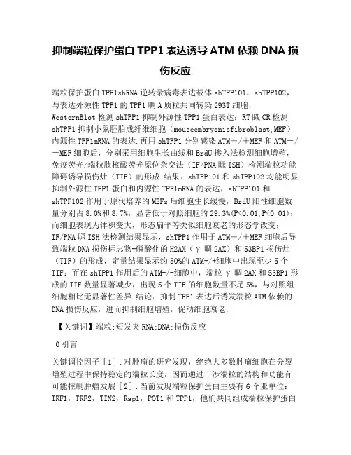抑制端粒保护蛋白TPP1表达诱导ATM依赖DNA损伤反应