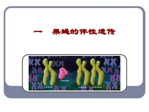 高中生物必修2《第4章遗传信息的传递规律第3节伴性遗传一果蝇的伴性遗传》142北师大PPT课件