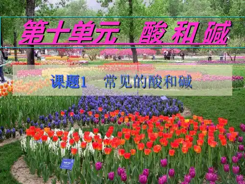 常见的酸和碱