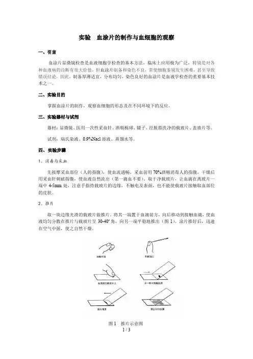 实验  血涂片的制作与血细胞的观察