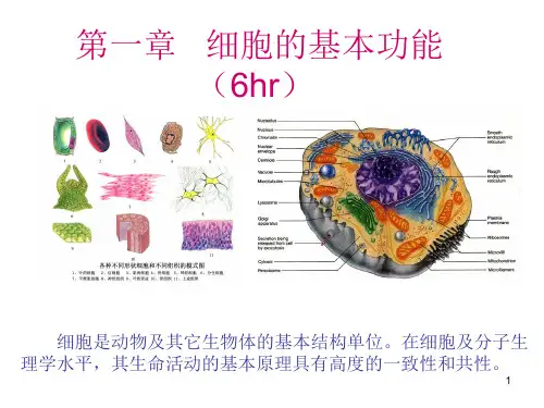 生理细胞膜的物质转运功能PPT精选文档