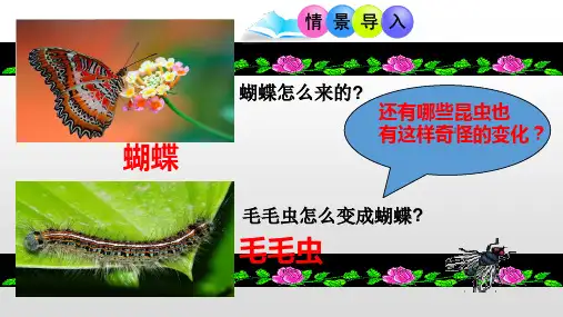 人教版八年级下册生物课件 第七单元第一章 第二节 昆虫的生殖和发育