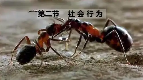 人教版八年级生物上册5.2.3社会行为 (PPT)