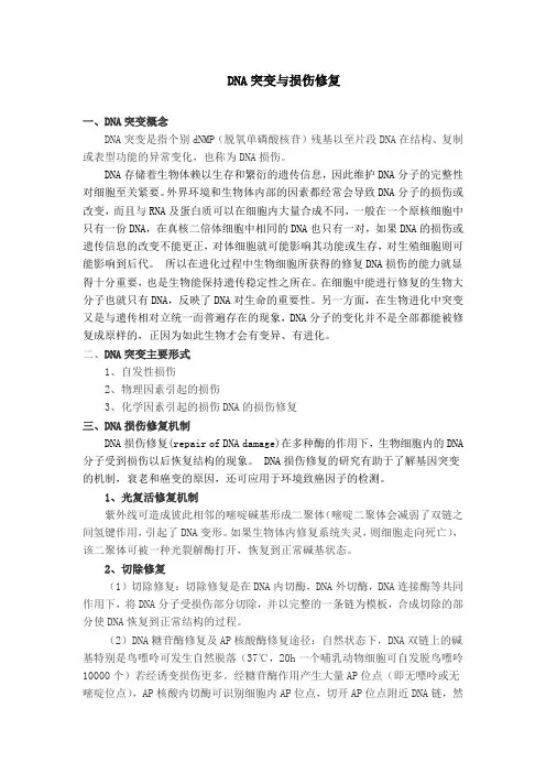 DNA突变与损伤修复