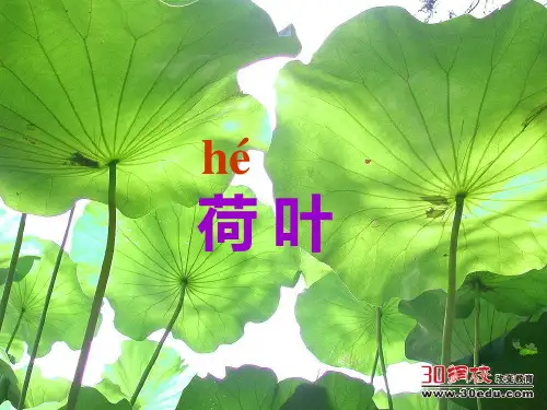 人教版小学语文一年级下册《荷叶圆圆》课件