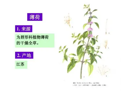 4.薄荷@