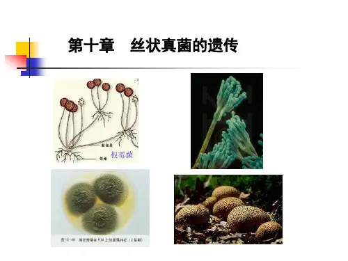 丝状真菌的遗传分析解读