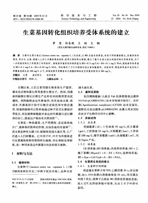 生菜基因转化组织培养受体系统的建立