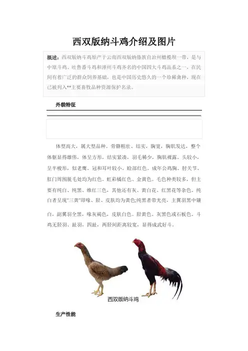 西双版纳斗鸡介绍及图片