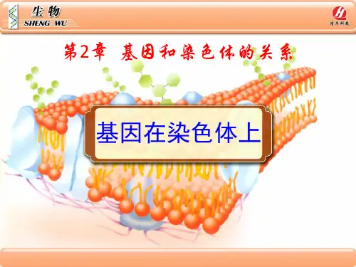 生物学②必修2.2《基因在染色体上》PPT课件