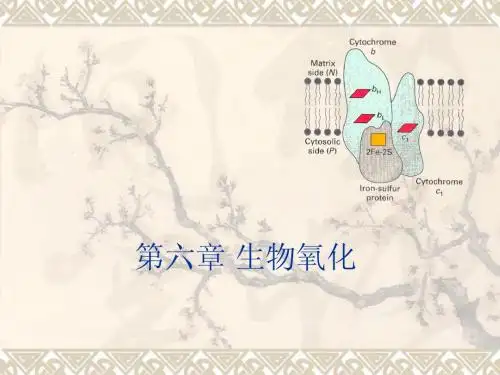 第六章 生物氧化 中职