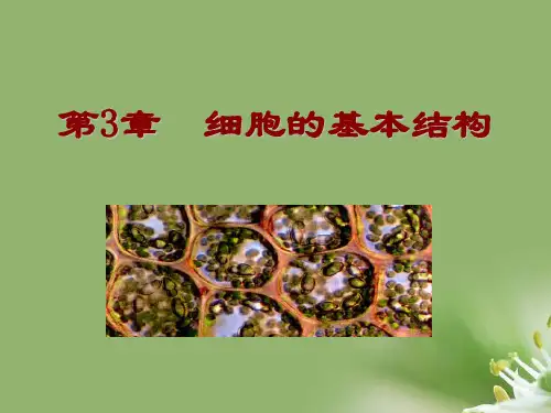 细胞膜——系统的边界ppt24 人教课标版精选教学PPT课件