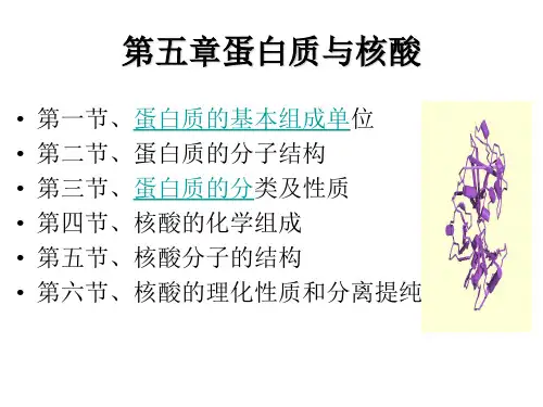 张忠版食品生物化学-第5章蛋白质与核酸1