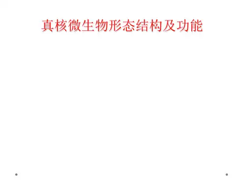 真核微生物形态结构及功能