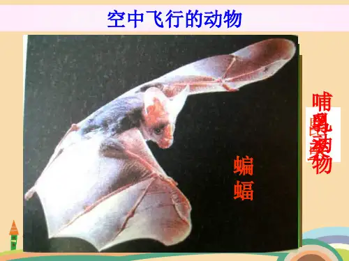 八年级生物空中飞行的动物鸟精选课件PPT