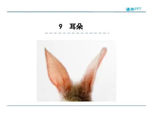 小学一年级语文  耳朵