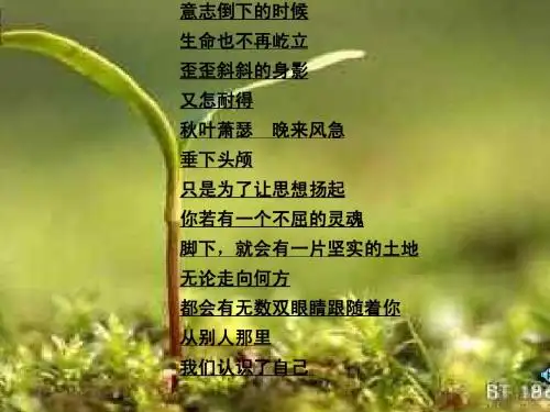 生命生命--苏承艳