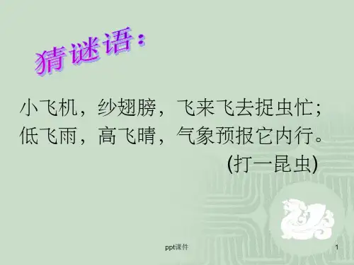《放飞蜻蜓》PPT课件