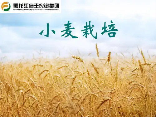 小麦栽培课件精讲