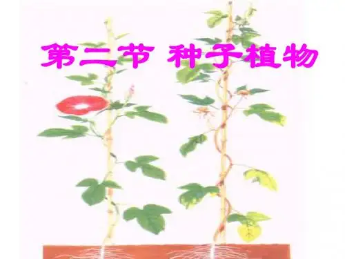 第二节 种子植物