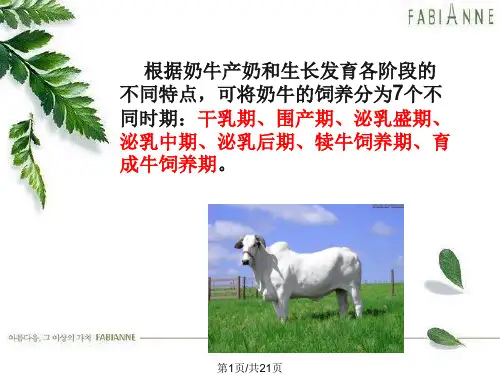 奶牛养殖技术