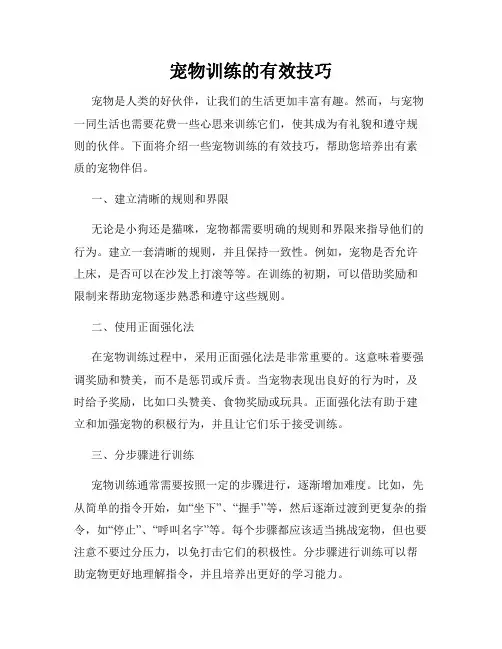 宠物训练的有效技巧