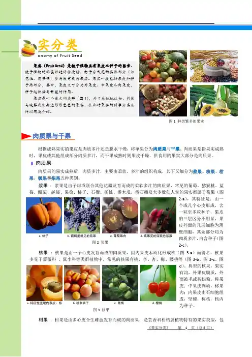 植物果实分类
