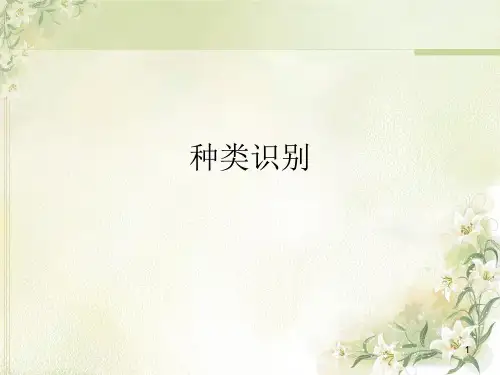 园林树木种类识别PPT精选文档