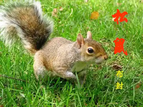 人教新课标一年级语文下册《10松鼠》课件