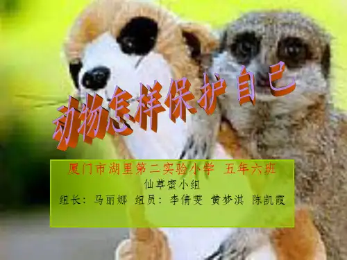 综合实践动物的本领