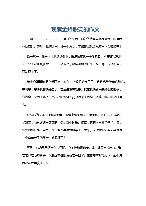 观察金蝉脱壳的作文