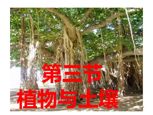 第3节植物与土壤PPT课件