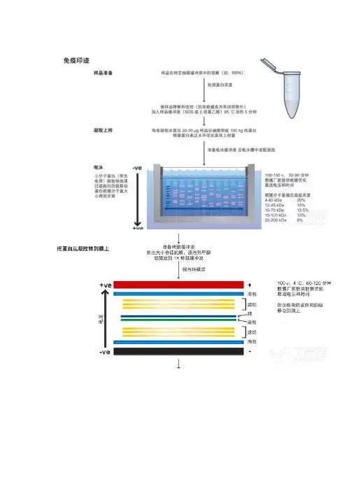 wb实验详解