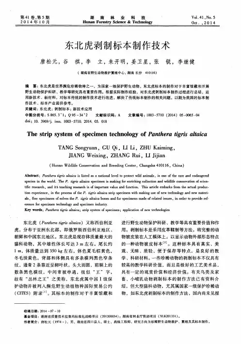 东北虎剥制标本制作技术