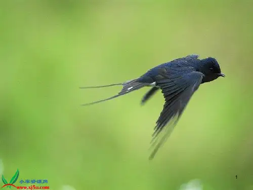 苏教版四年级语文下册3燕子ooPPT幻灯片