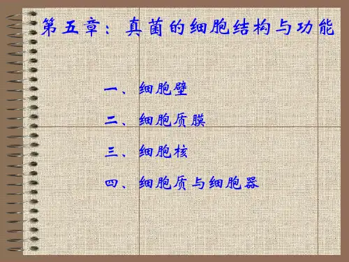 真菌的细胞结构与功能