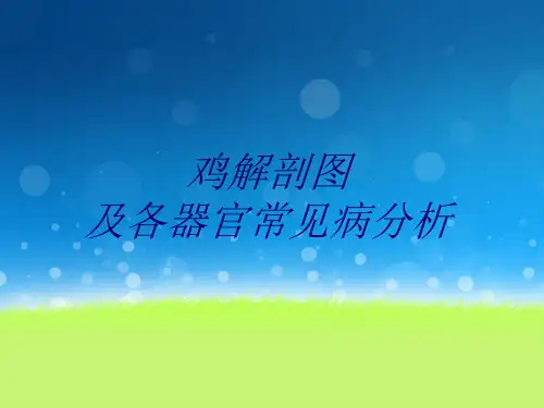 鸡解剖图及各器官常见病分析