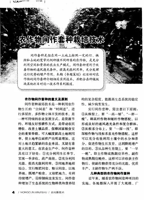 农作物间作套种栽培技术