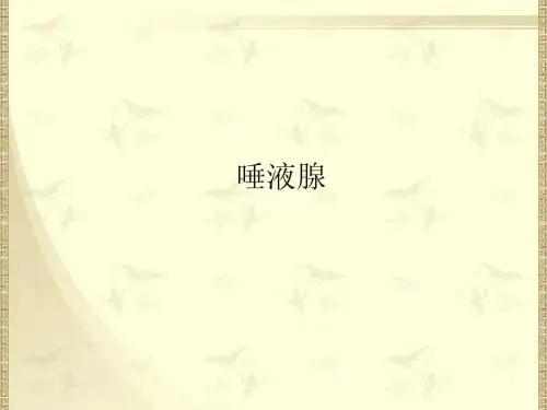 13、唾液腺