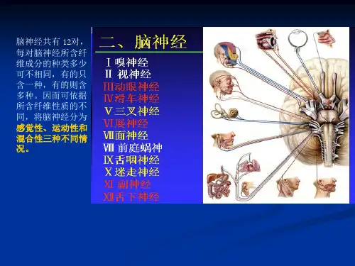 脑神经
